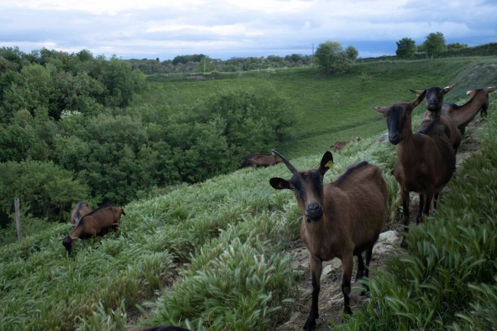 chèvre paysage