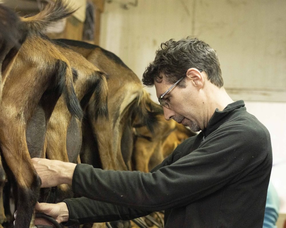 Hervé en train de traire une chèvre